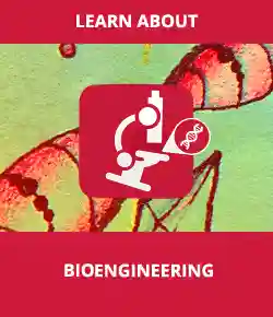 Learn About Biomedical Engineering