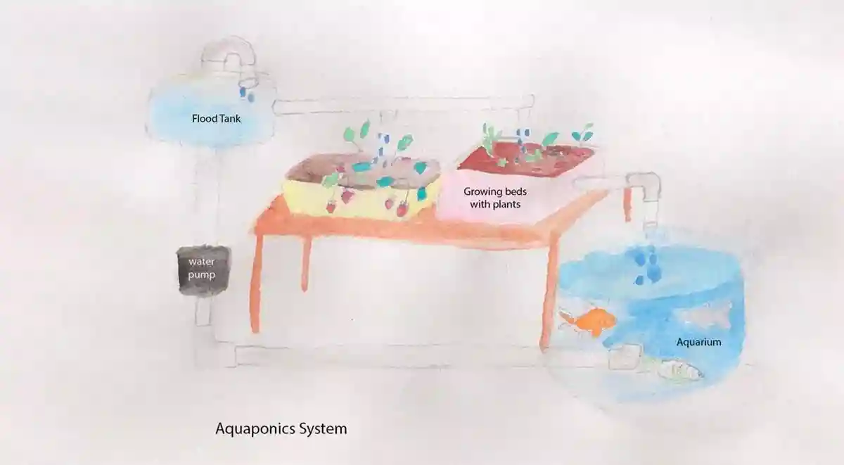 Aquaponics system