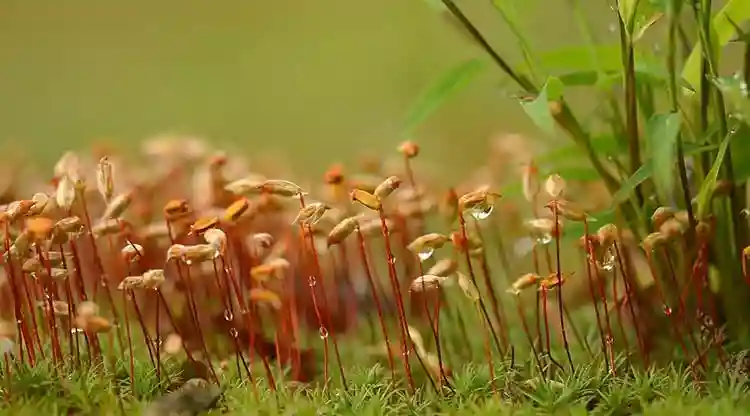 Moss with small, dew-covered bamboo starts