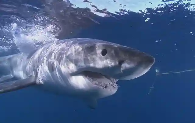 Sharks Take a Bite Out of Disease