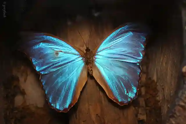 Shine Bright Like a Morpho