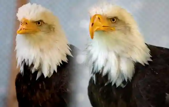 Wild Engineering: A Beautiful Beak