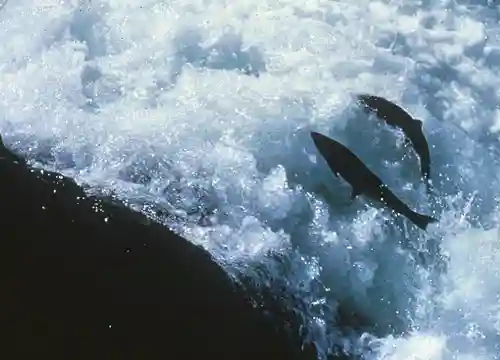 Wild Engineering: Great Migrations