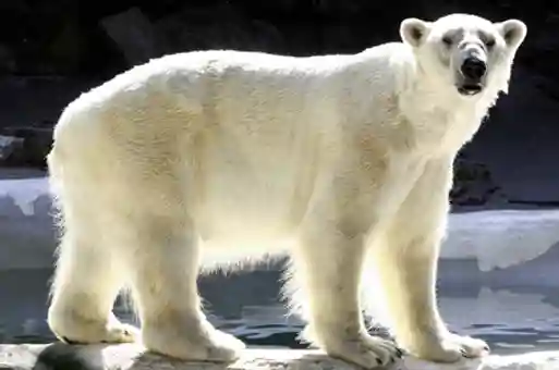 Wild Engineering: Creating Habitats