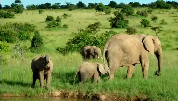 Wild Engineering: Fighting Crime